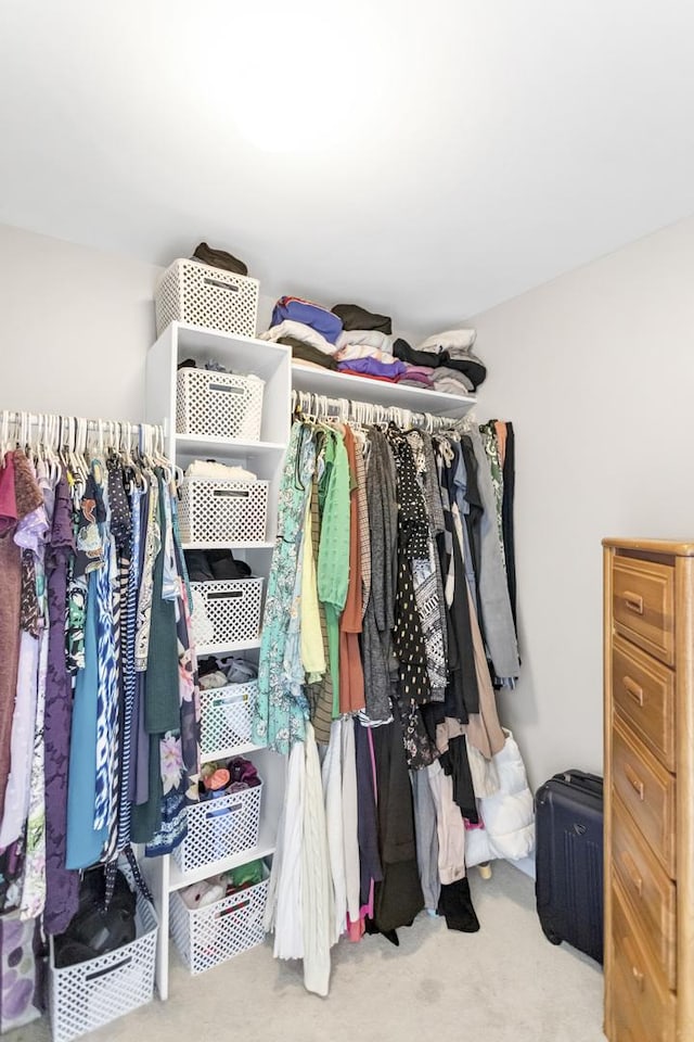 spacious closet featuring carpet