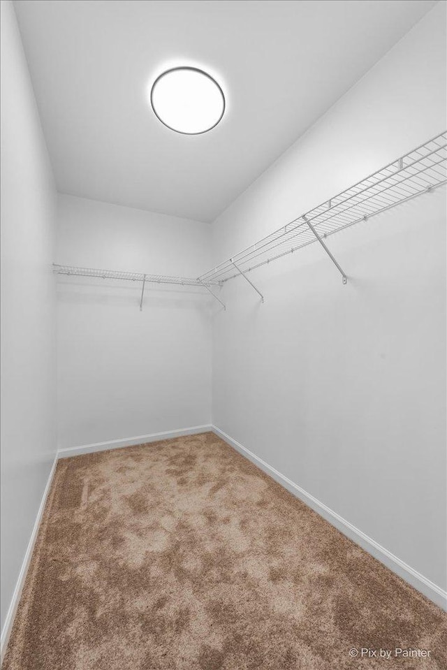 walk in closet with carpet flooring