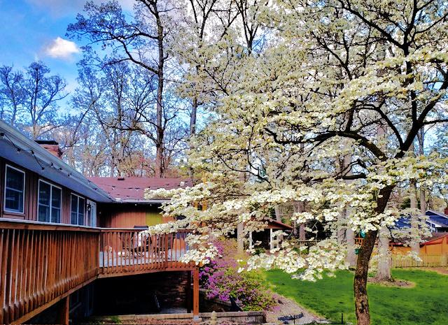 view of yard featuring a deck