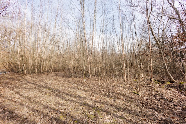 view of local wilderness