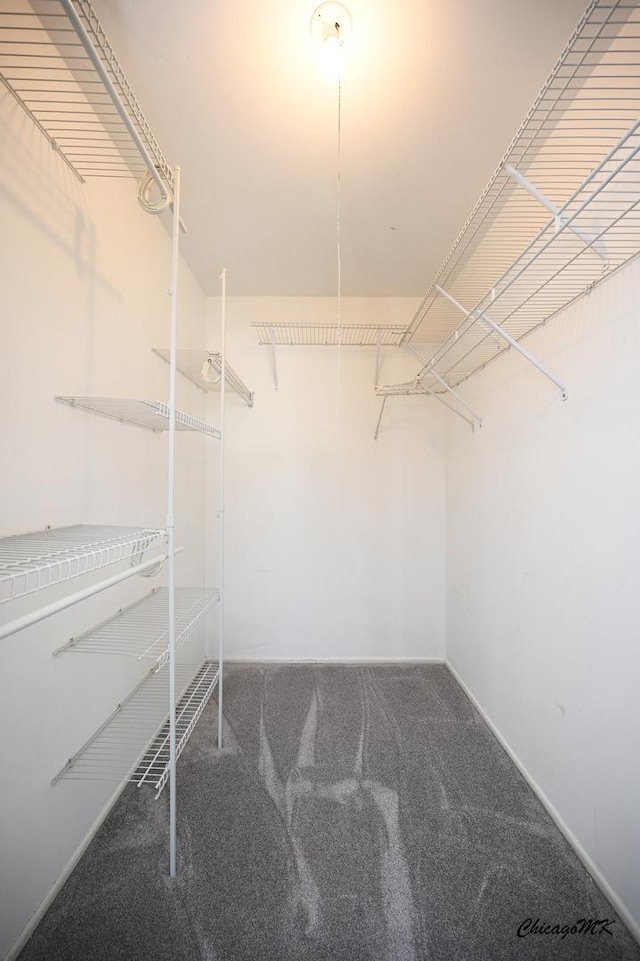 spacious closet featuring carpet floors