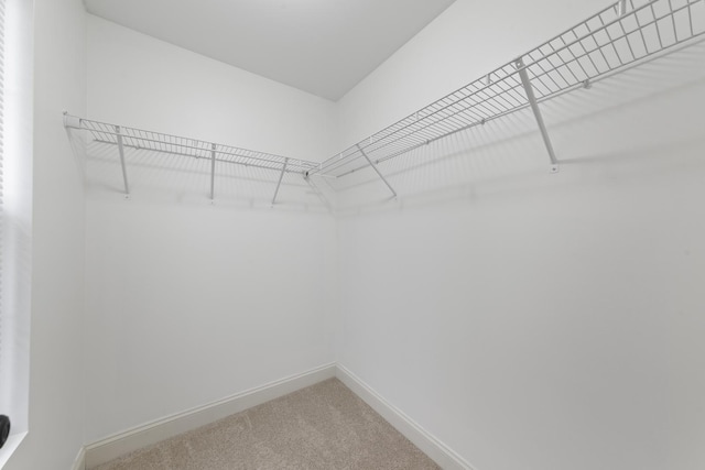 walk in closet featuring carpet floors