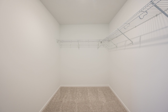 spacious closet with carpet