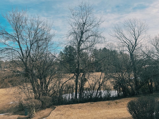 view of local wilderness