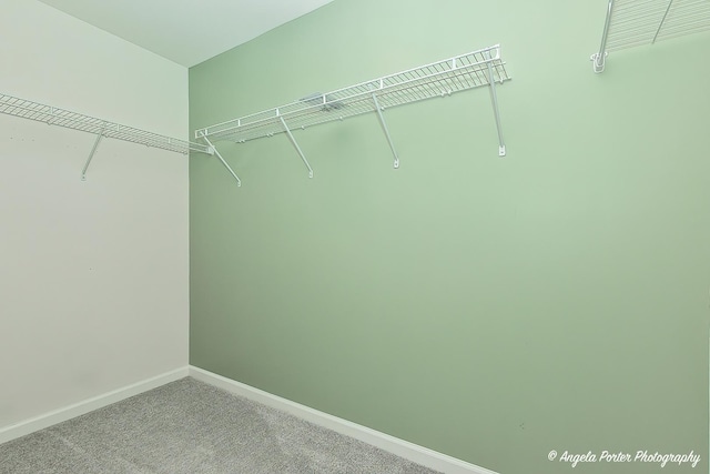 spacious closet featuring carpet