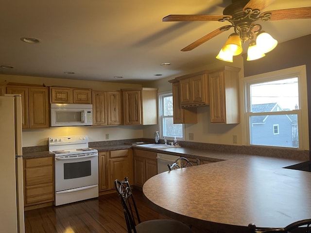 kitchen with ceiling fan, white appliances, dark hardwood / wood-style floors, and sink