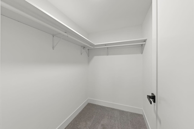 spacious closet featuring carpet