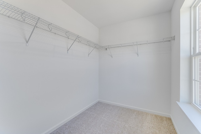 walk in closet with carpet flooring