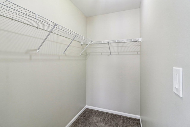 walk in closet with carpet floors