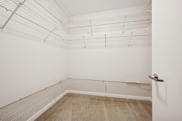 spacious closet featuring carpet flooring