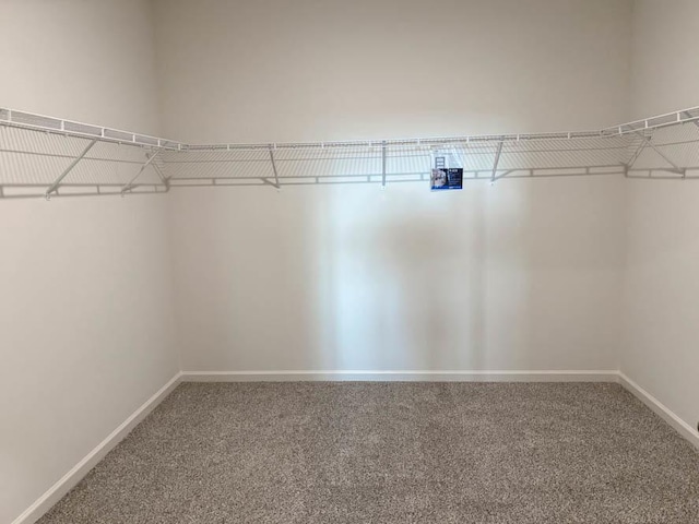 spacious closet featuring carpet flooring