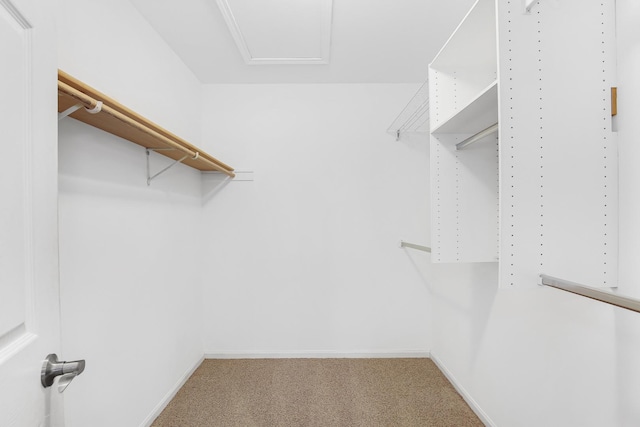 walk in closet featuring carpet flooring