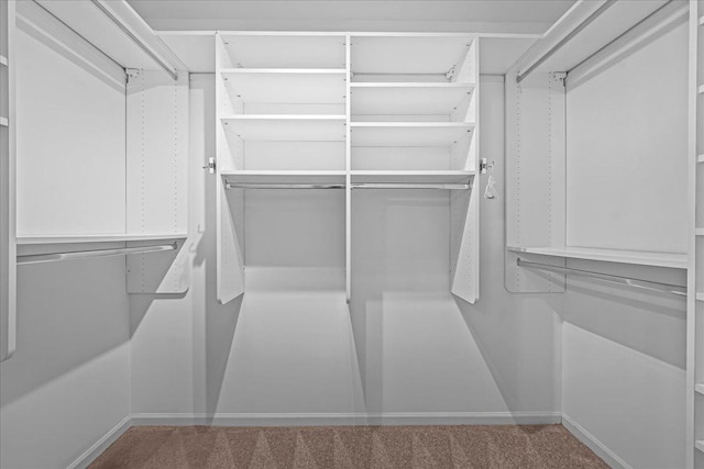 spacious closet featuring carpet