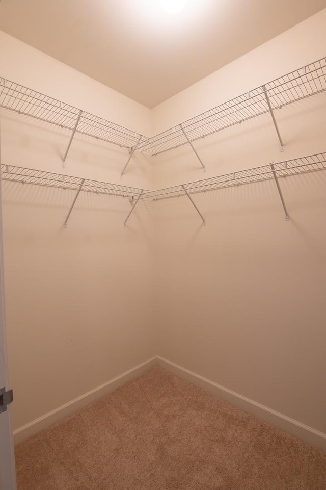 walk in closet with carpet flooring