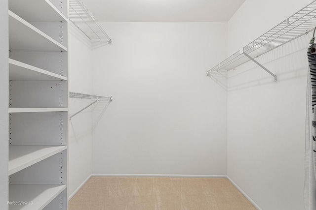 walk in closet with carpet floors