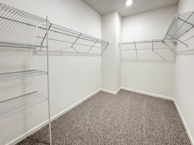 walk in closet with carpet floors