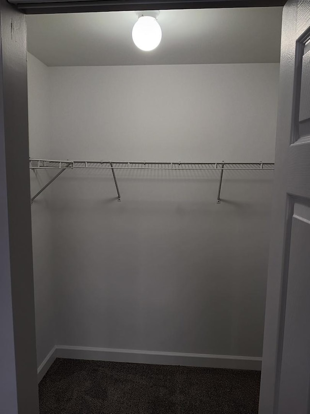 walk in closet featuring carpet flooring