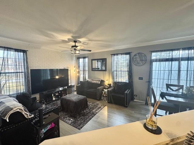 living room featuring hardwood / wood-style flooring, crown molding, and ceiling fan