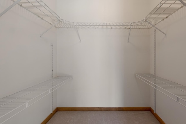 spacious closet featuring carpet