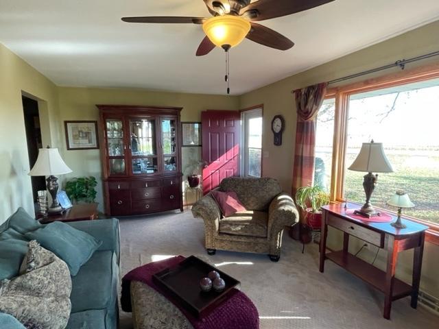 living area with a ceiling fan and carpet flooring