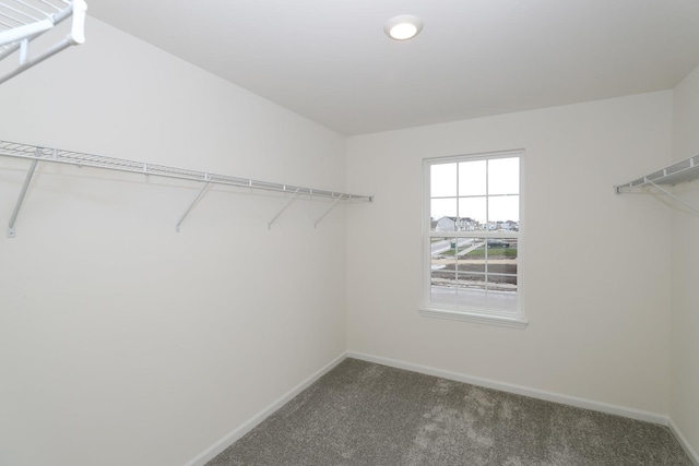 spacious closet featuring carpet flooring