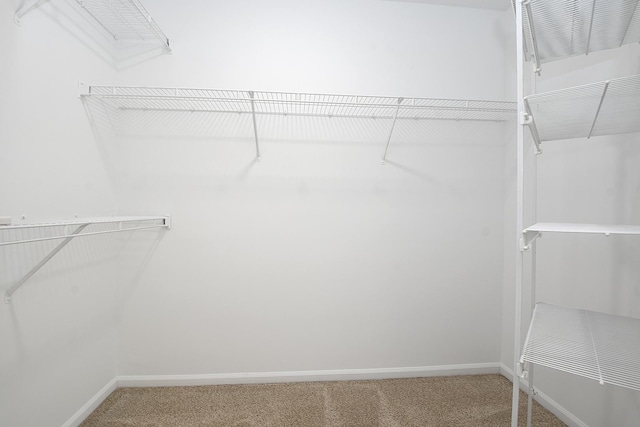 spacious closet with carpet