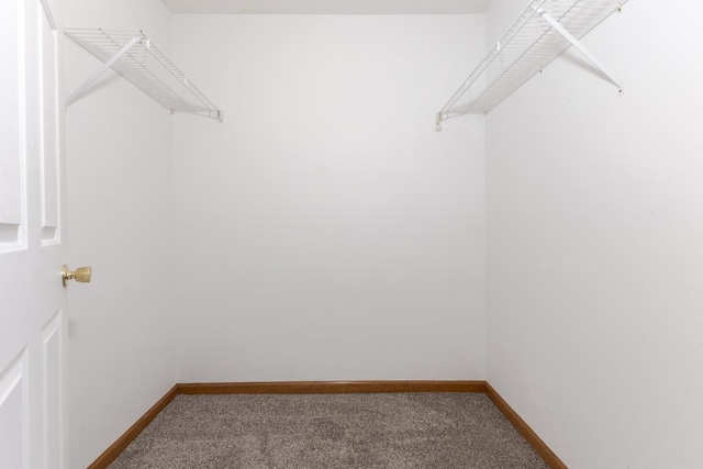 spacious closet featuring carpet floors