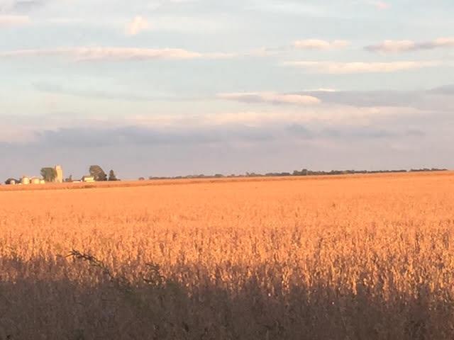 597 County Road 100 E, Ivesdale, IL 61851 - photo 58