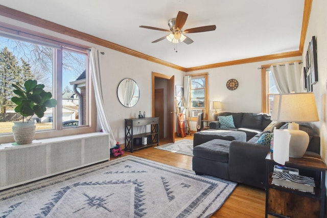 living area featuring ceiling fan, radiator, crown molding, and wood finished floors