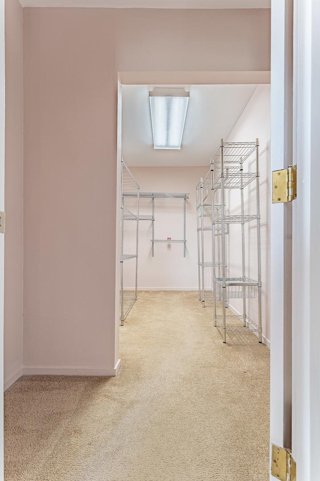 walk in closet featuring carpet floors