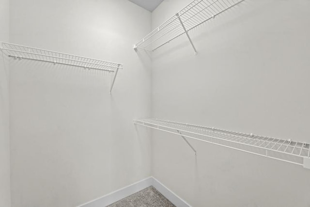 spacious closet featuring carpet floors