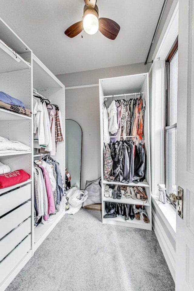 walk in closet featuring carpet floors and ceiling fan