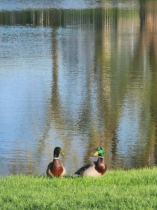 water view