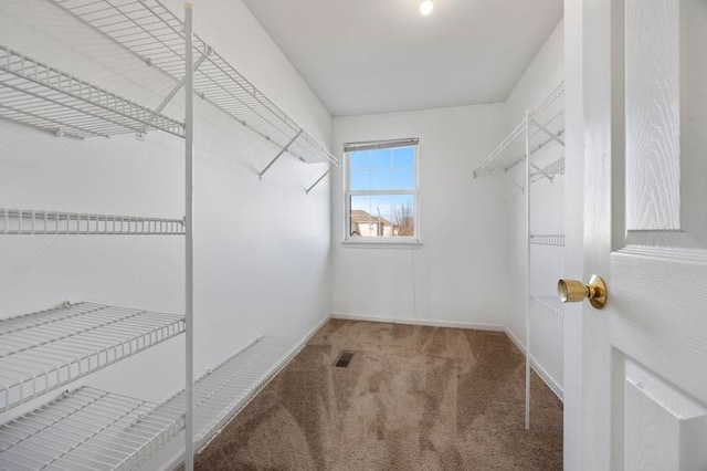 spacious closet featuring carpet flooring