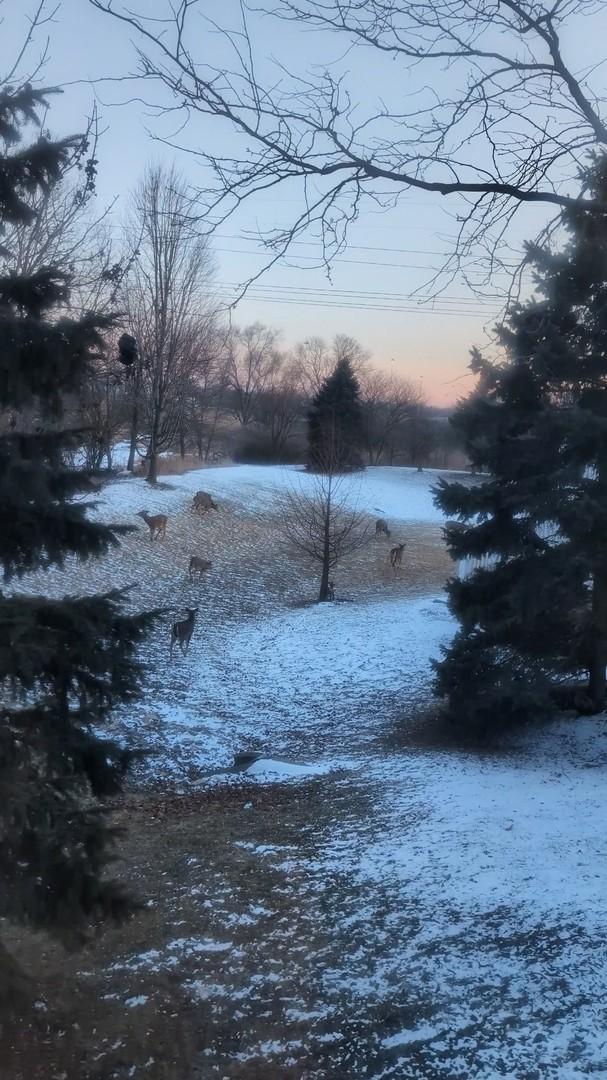 view of snowy yard