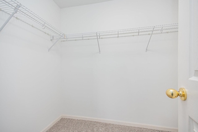 walk in closet with carpet flooring