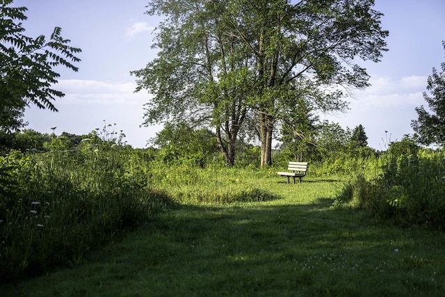 view of local wilderness