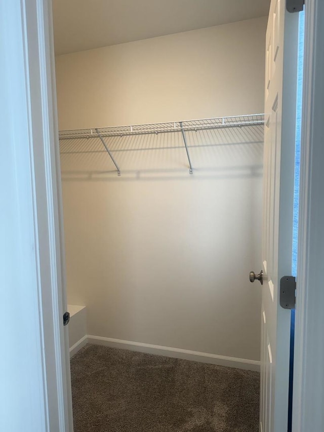 spacious closet featuring carpet floors