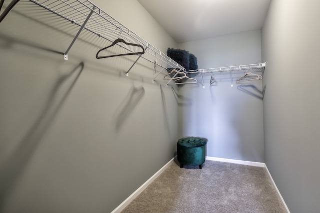 walk in closet with carpet flooring