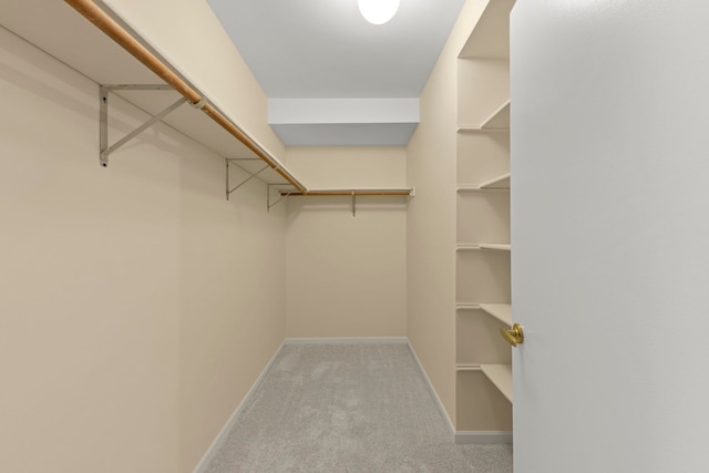 spacious closet featuring carpet