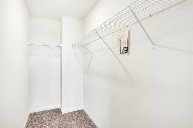 walk in closet featuring carpet floors