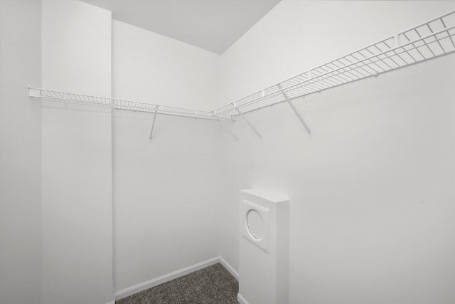 spacious closet featuring carpet flooring