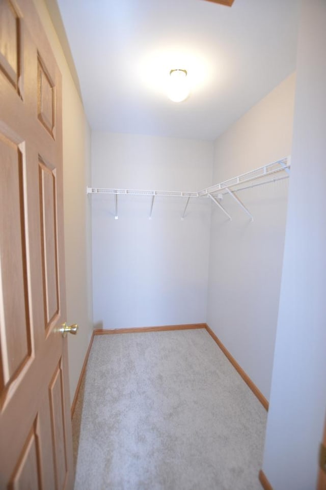 walk in closet featuring carpet flooring