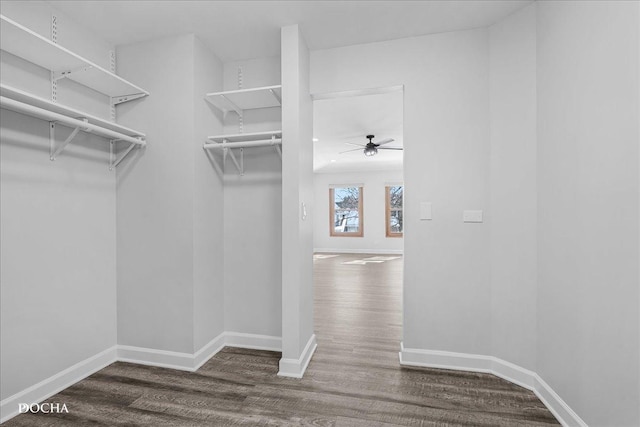 walk in closet featuring dark wood-style flooring and ceiling fan