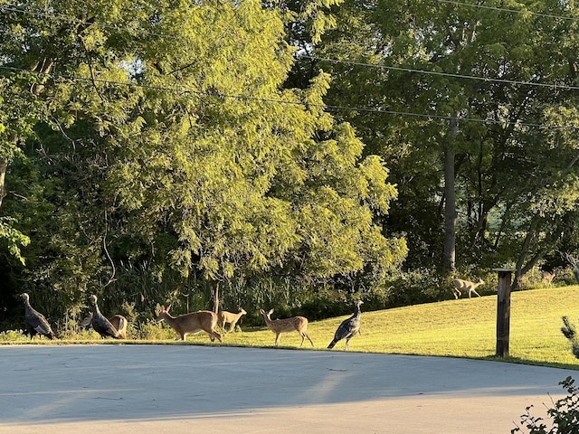 surrounding community featuring a yard