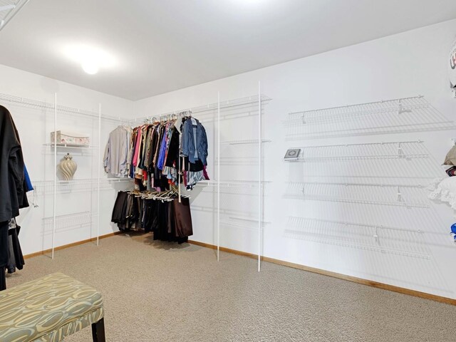 walk in closet featuring carpet flooring