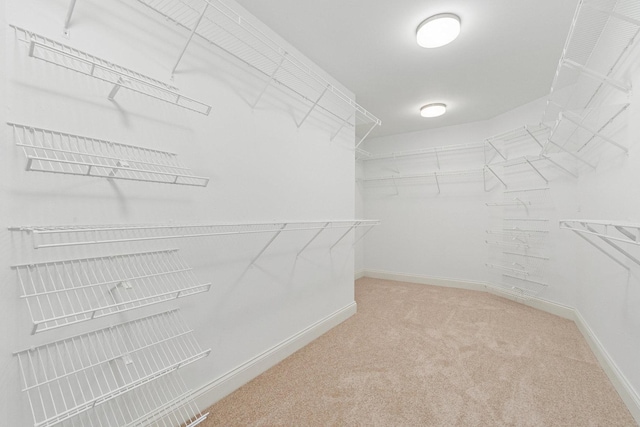 spacious closet featuring carpet