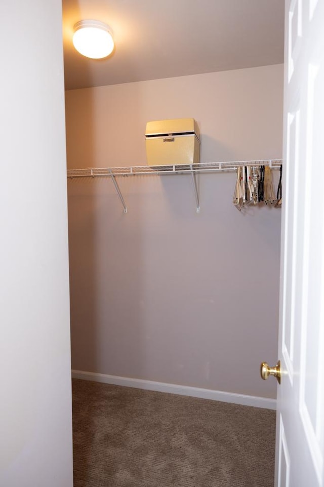 walk in closet featuring carpet floors