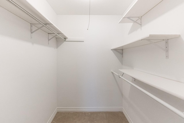 spacious closet featuring carpet flooring