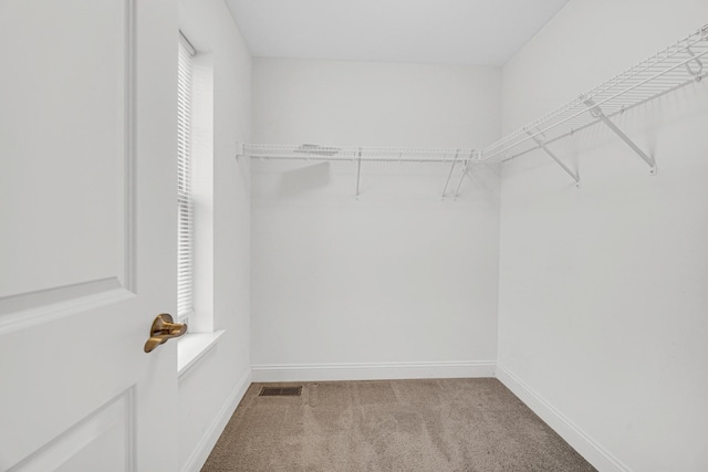 spacious closet with carpet flooring and visible vents